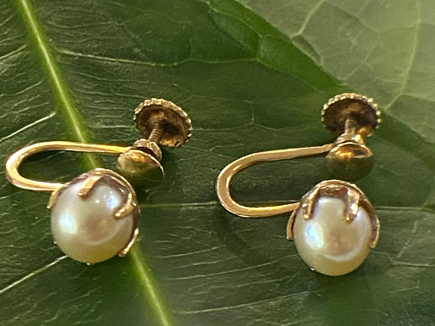 #3974 Superb Old 14K Pearls Stud Earrings
