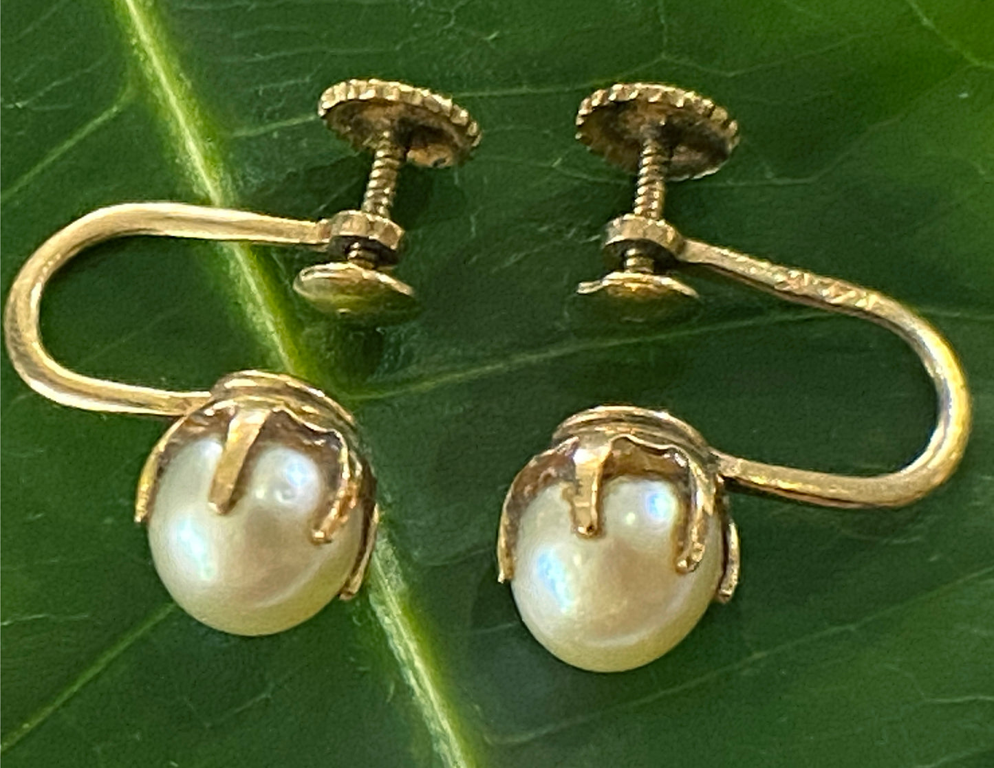#3974 Superb Old 14K Pearls Stud Earrings